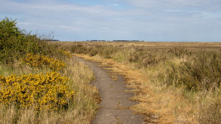 Part of a ciruclar concrete path with gorse in the foreground and the marshes beyond.